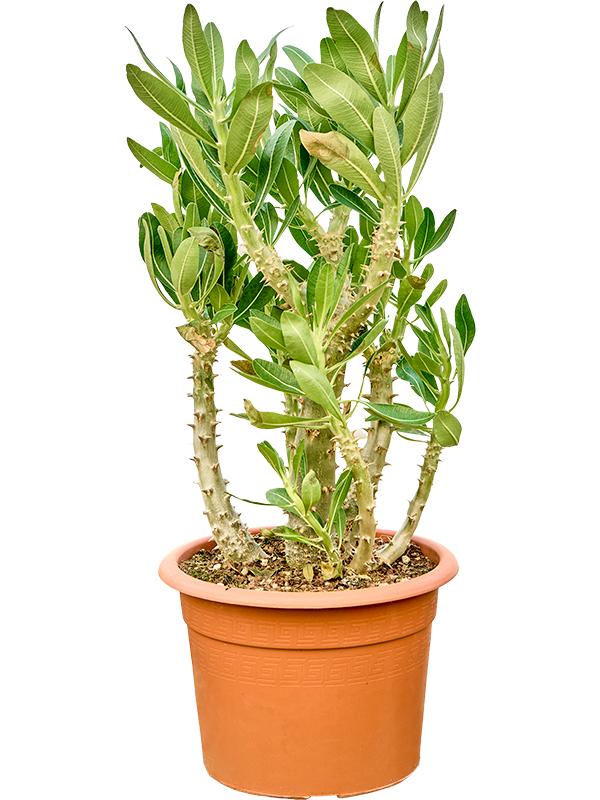 Pachypodium densiflorum, D 25