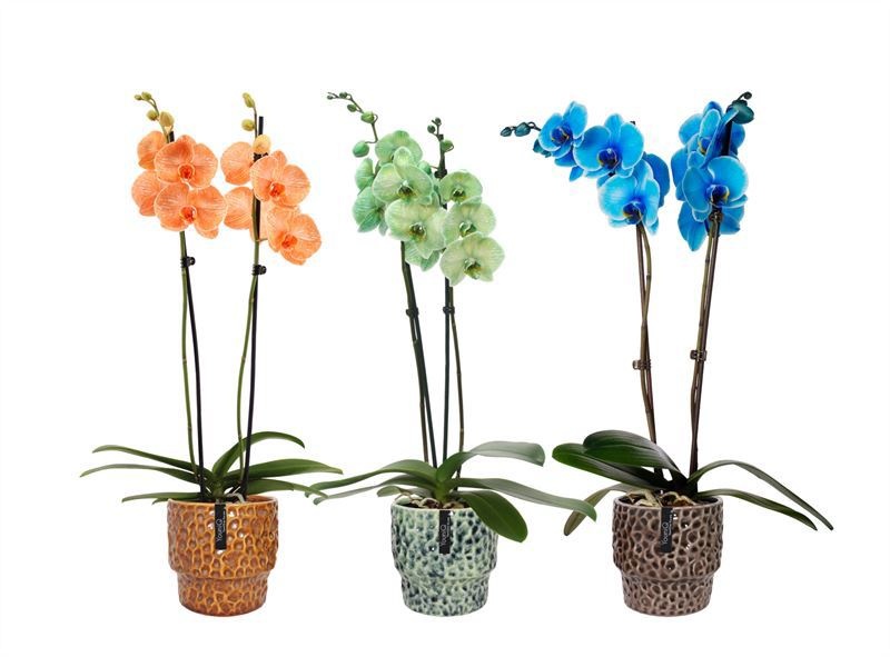 Stoneware p12 Julie mix Phal I am mix 2T14+, D 12