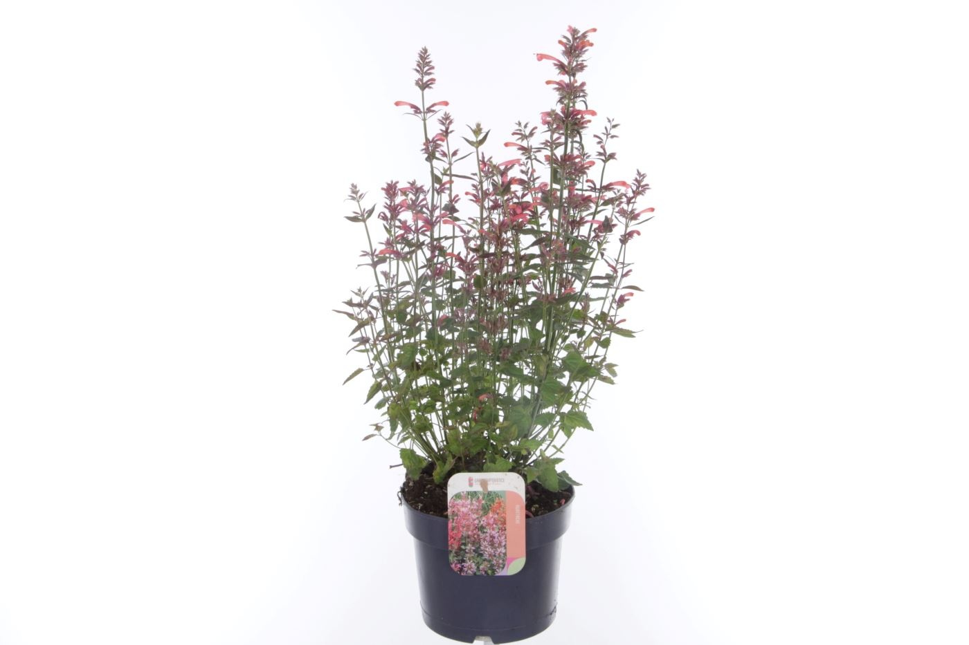 Agastache mexicana Summerlong Coral, D 17