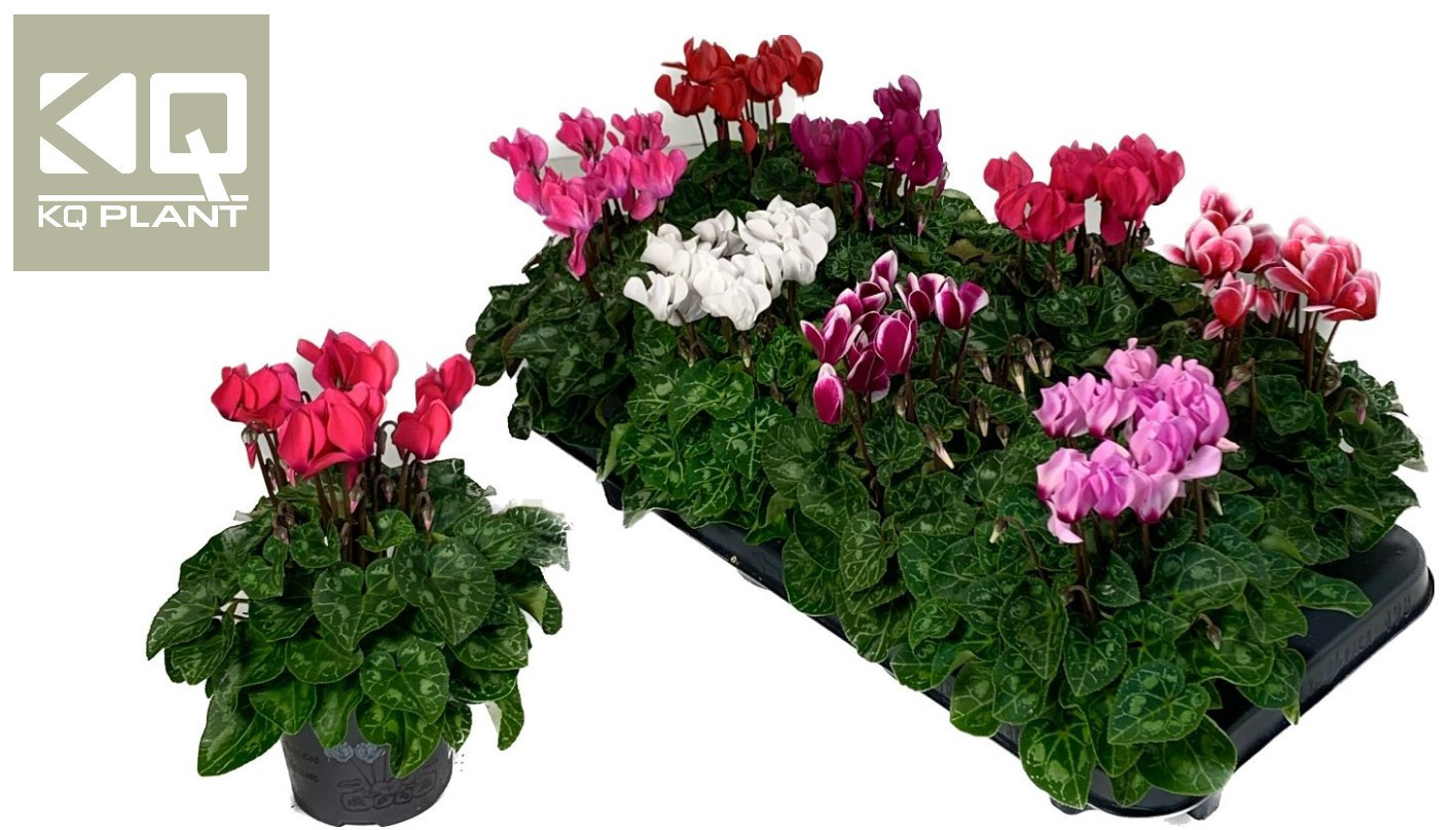 super serie "Carino"x8, D 10,5 cm