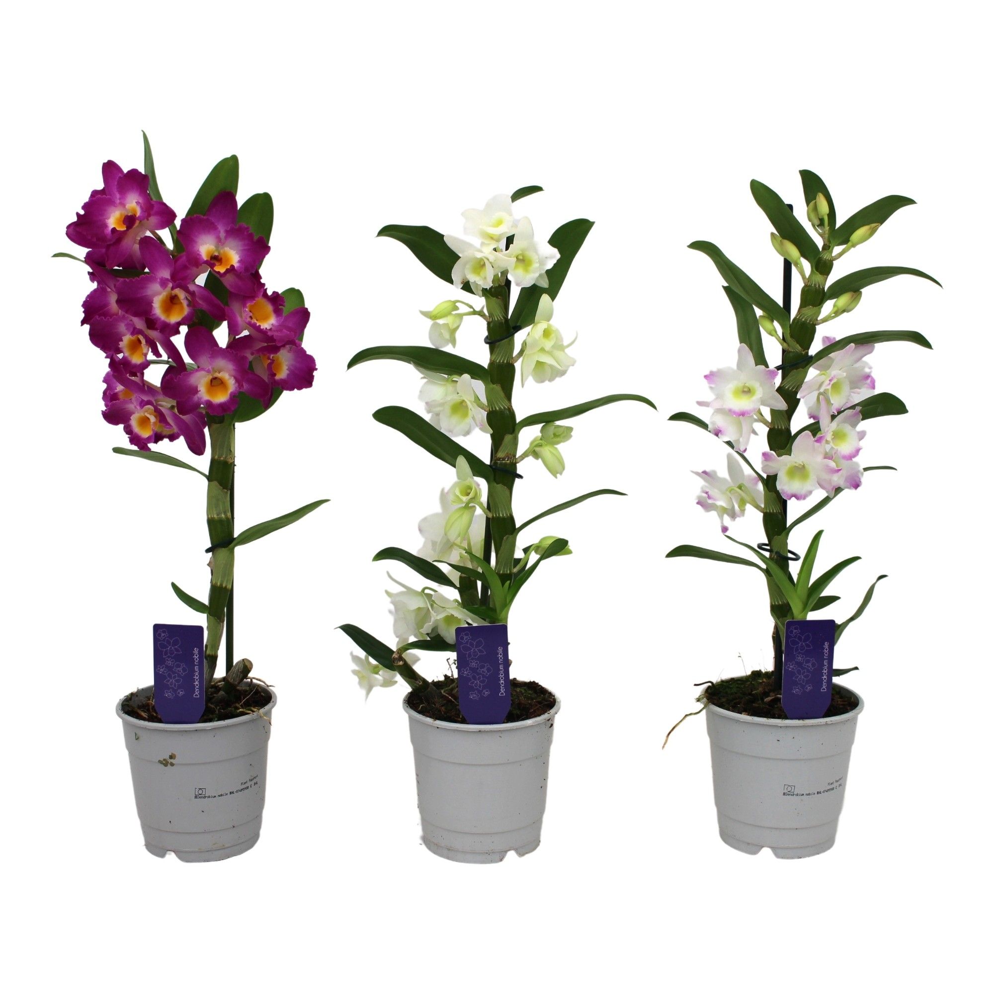 Dendrobium Nobile, Basic Mix 1-tak, D 12 cm