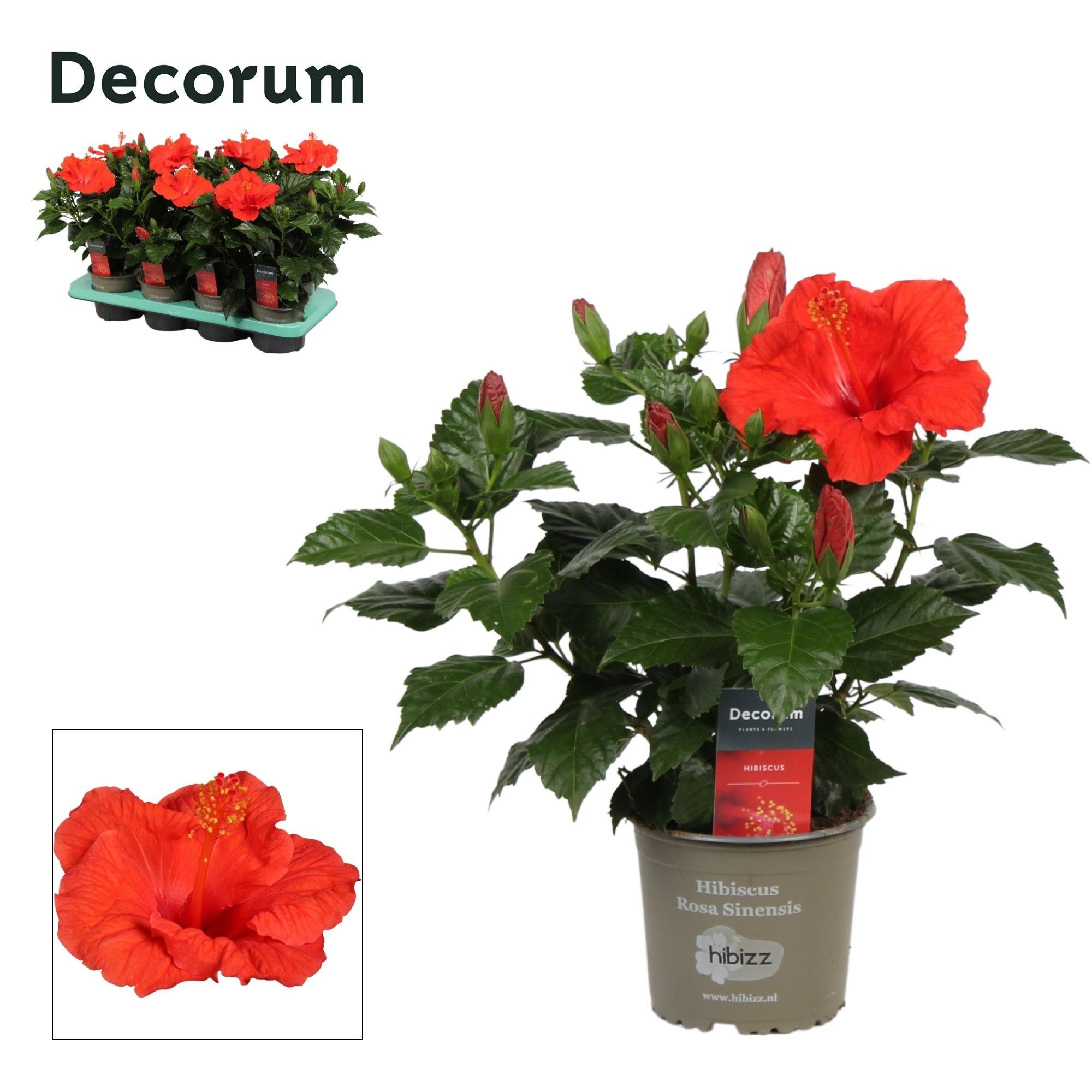 Decorum Hibiscus Bordeaux rood, D 13