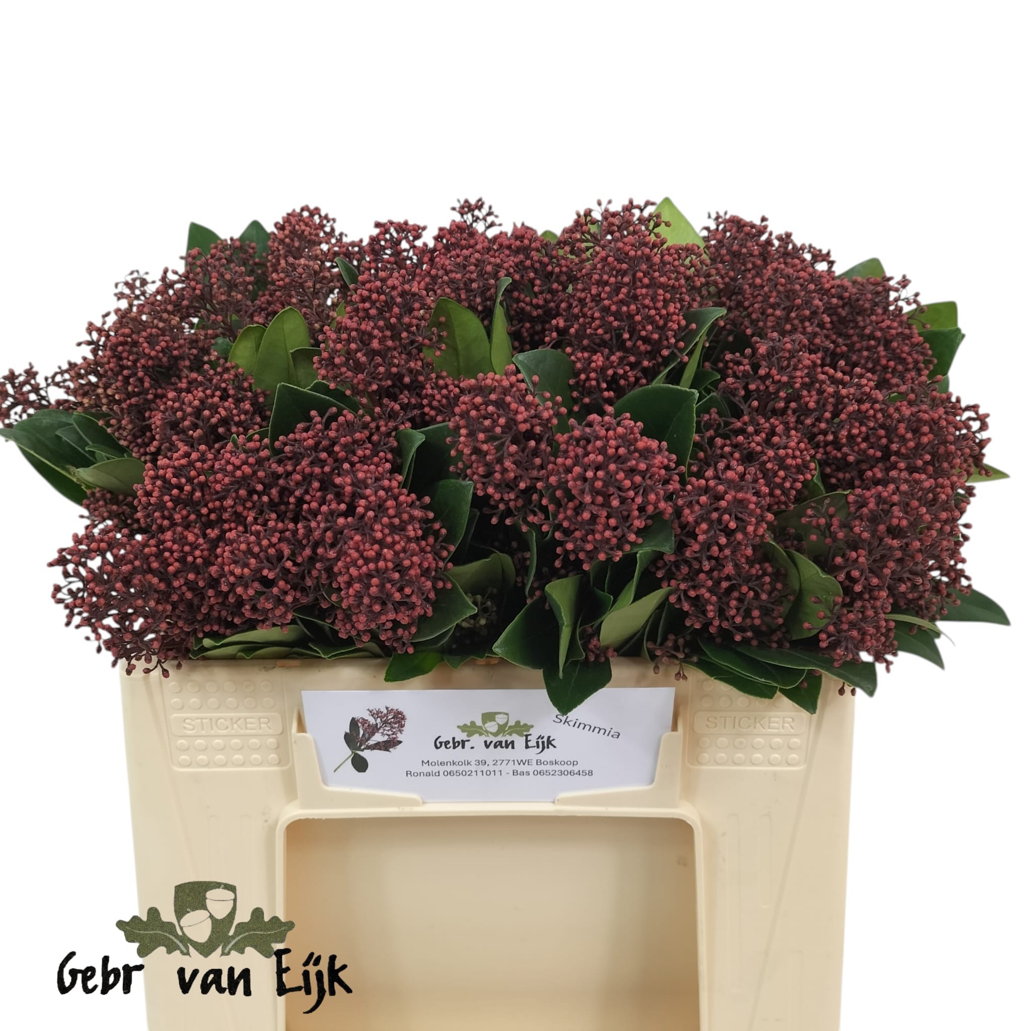 Скимия Рубелла за пучок 35 (красн.), пуч.