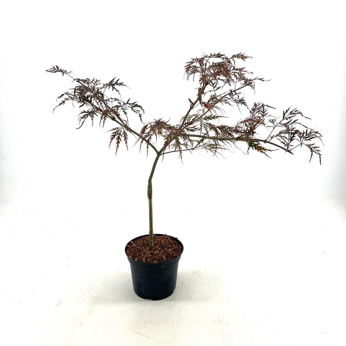 Acer pal. 'Crimson Queen', D 17 cm