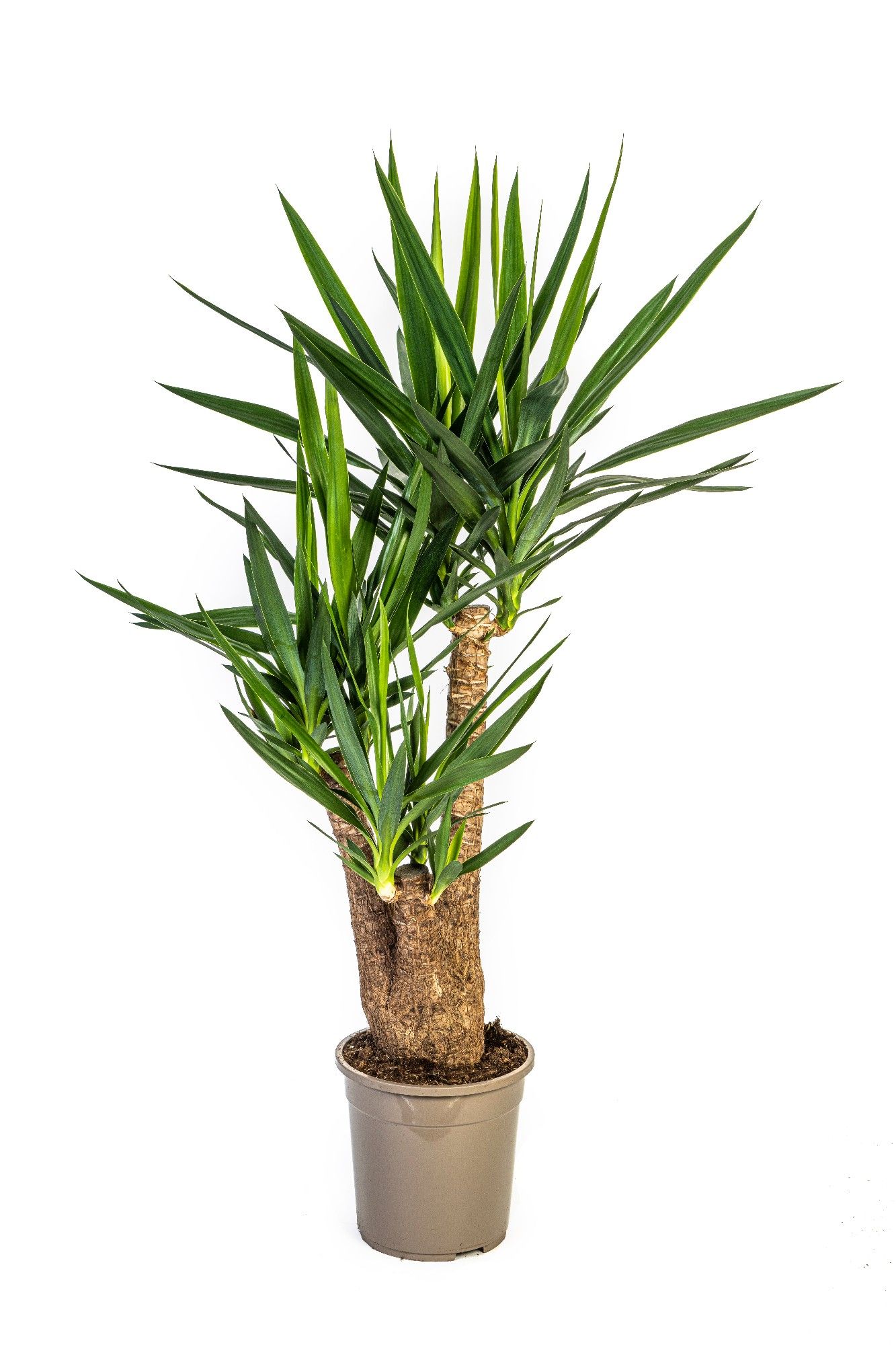 Yucca elephantipes verzweigt T 24, D 24