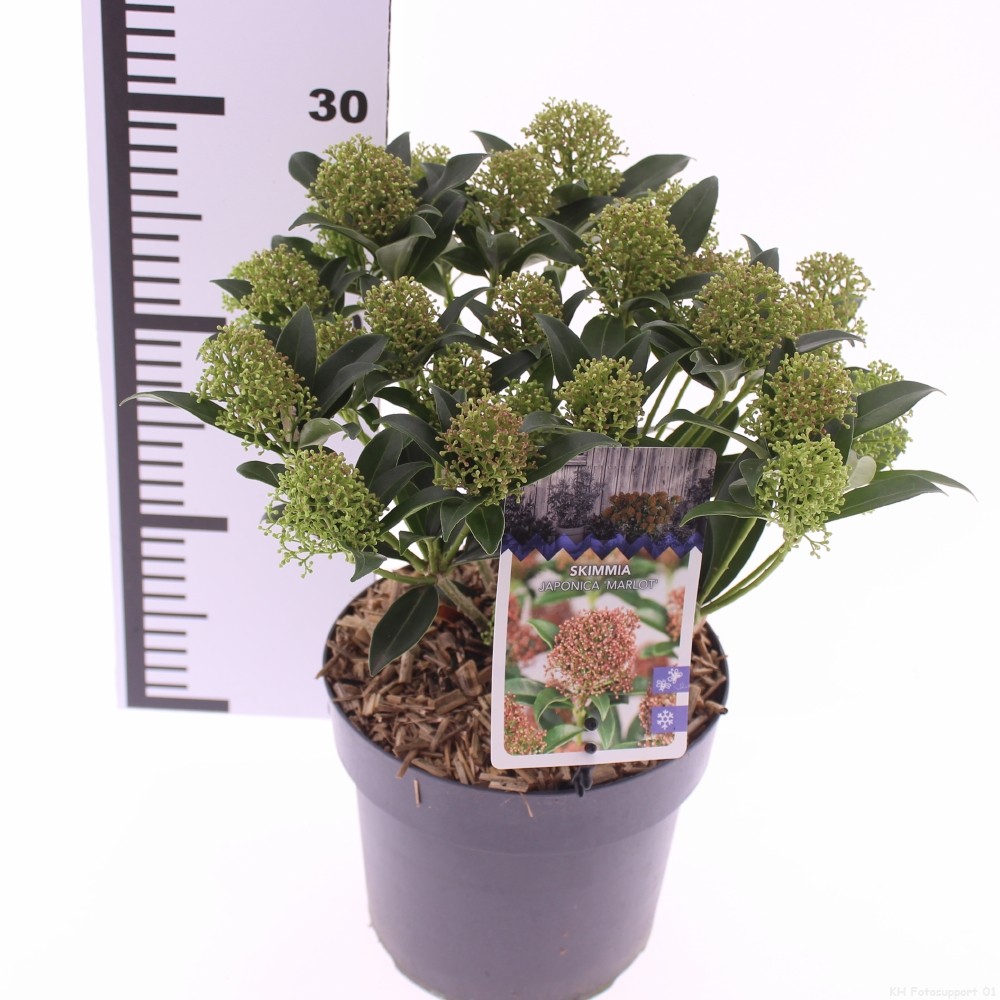 Skimmia jap. 'Marlot'', D 17 cm