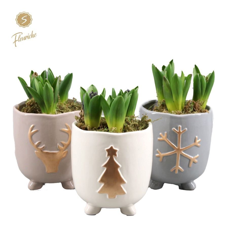 (3342) Hyacint Cozy Winter [L] 3PP Mos, D 14 cm