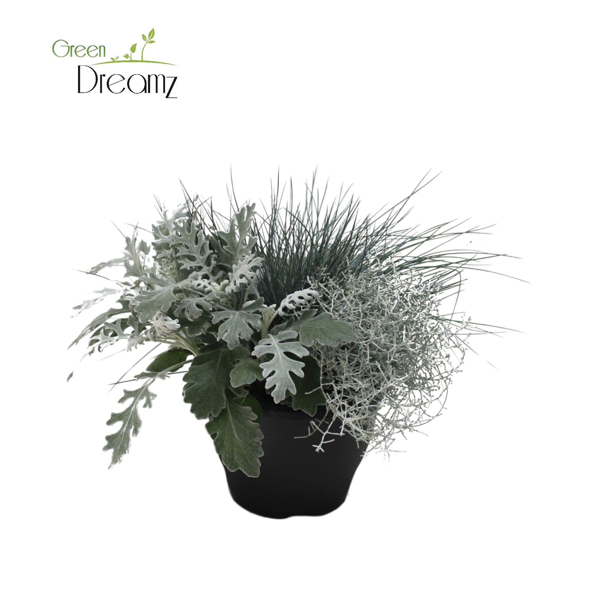 Patio Plant, D 19 cm Patio Plant, D 19 cm