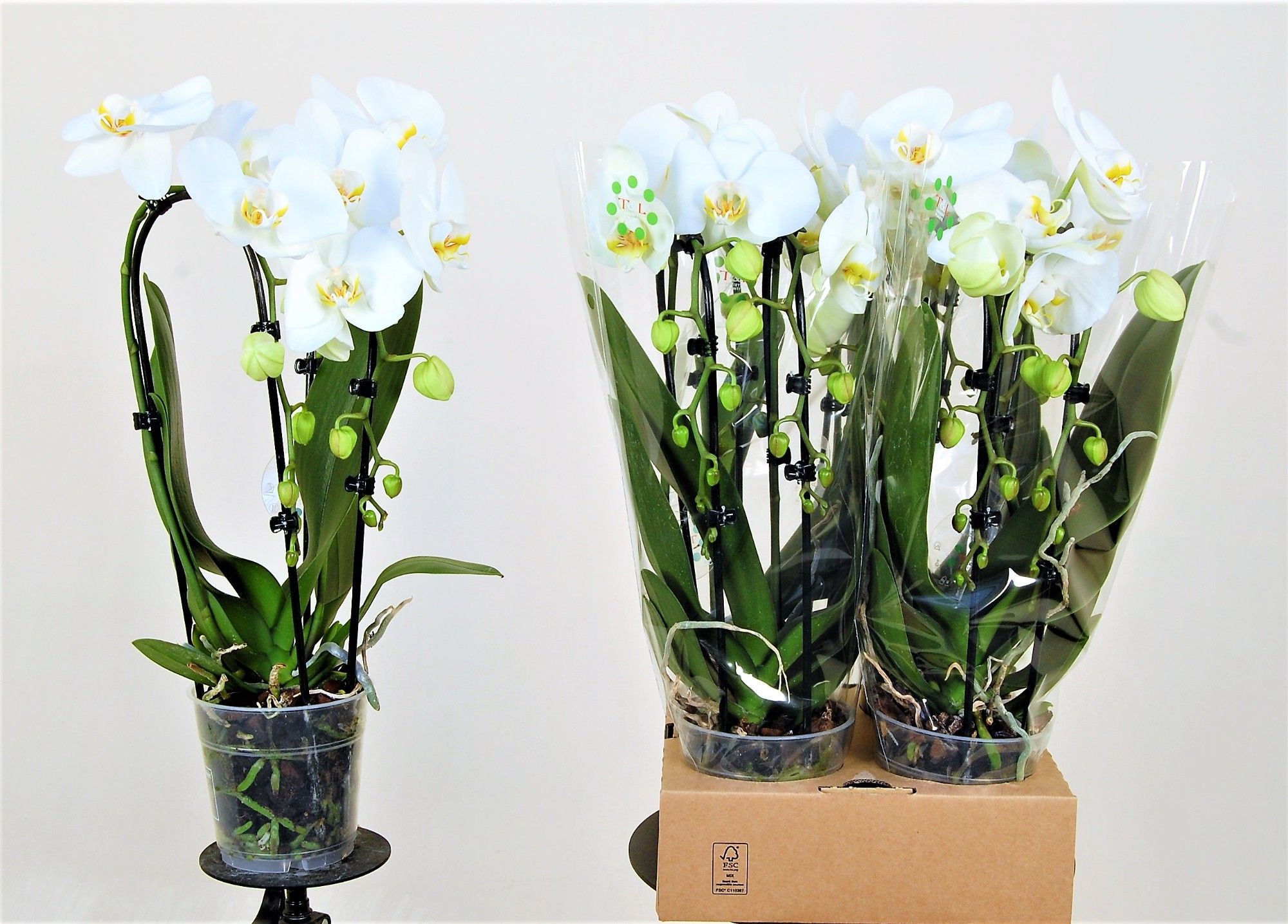 dame blanche 2 tak cascades, D 12