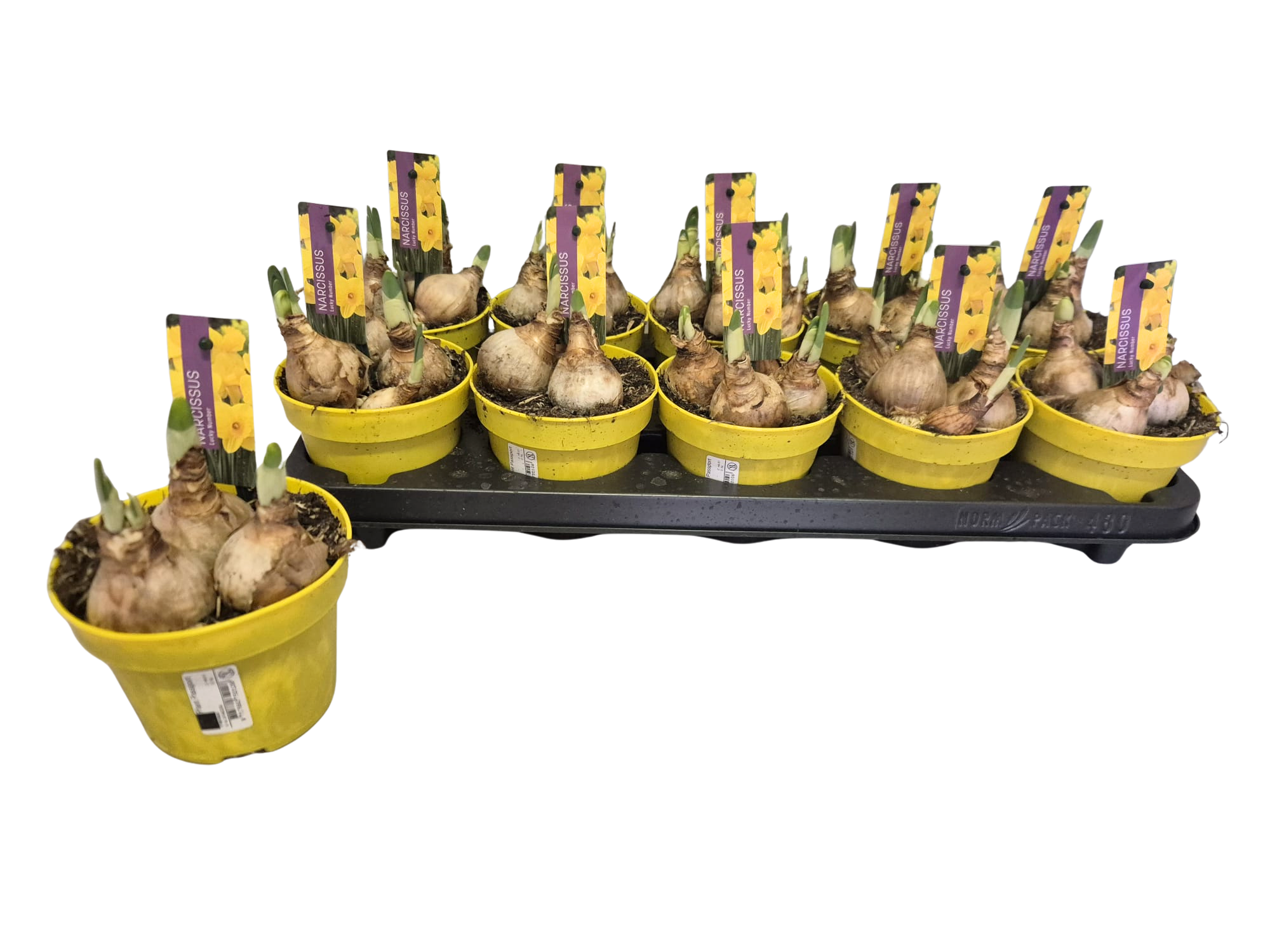 Narcissus P12 Lucky Number, D 12