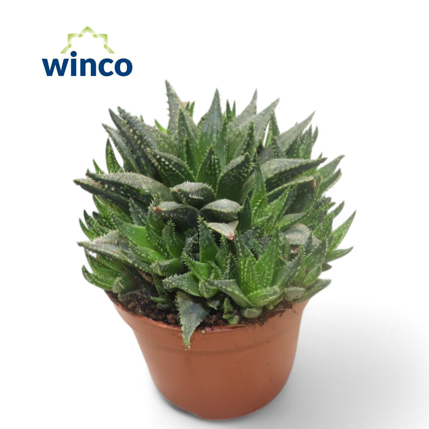 Haworthia Reticulata, D 8,5