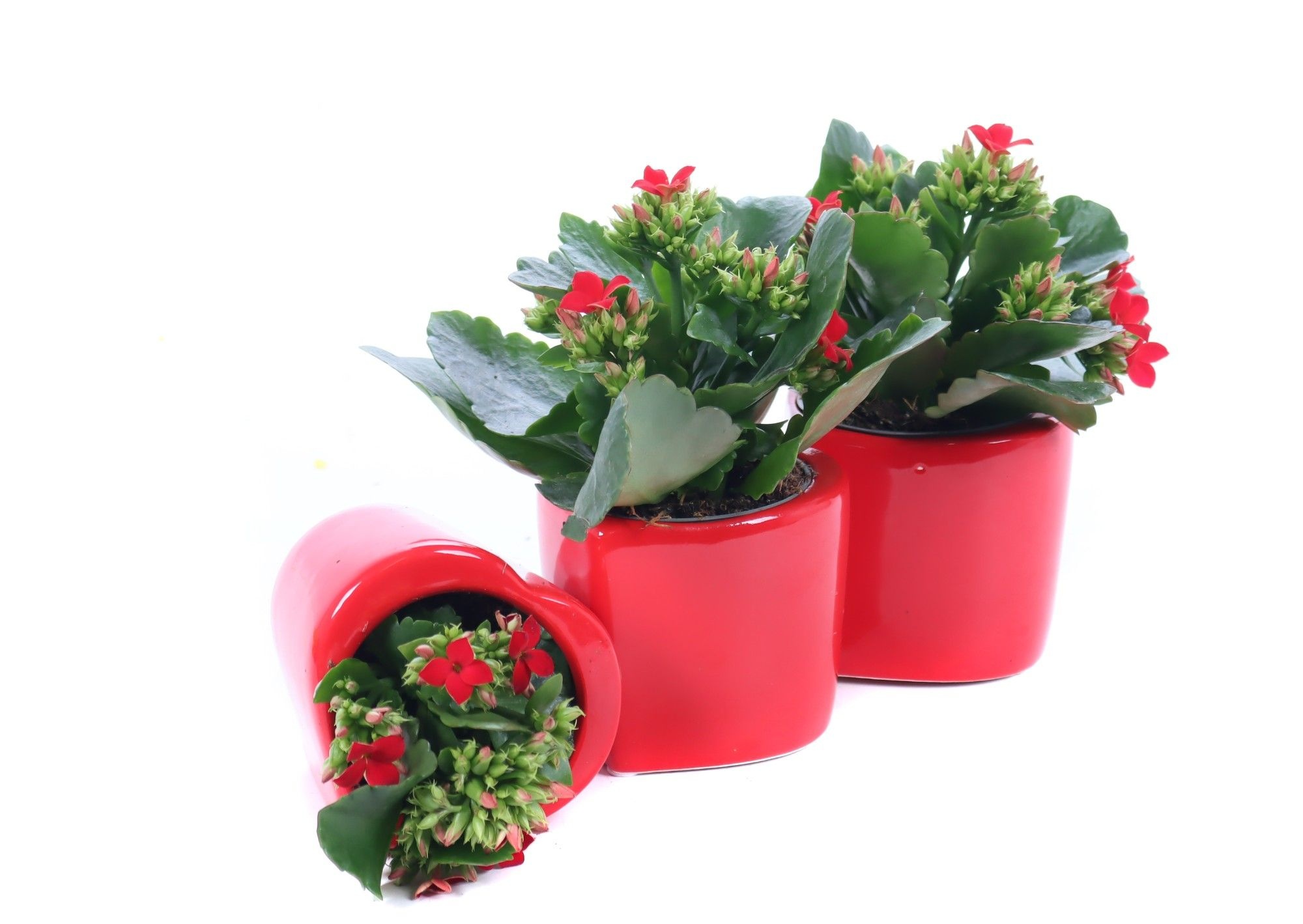 Kalanchoe rood in rode hartvorm, D 8