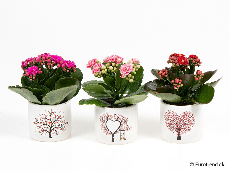 VALENTIJN CERAMIC 2026 KALANCHOE E 3860, D 6