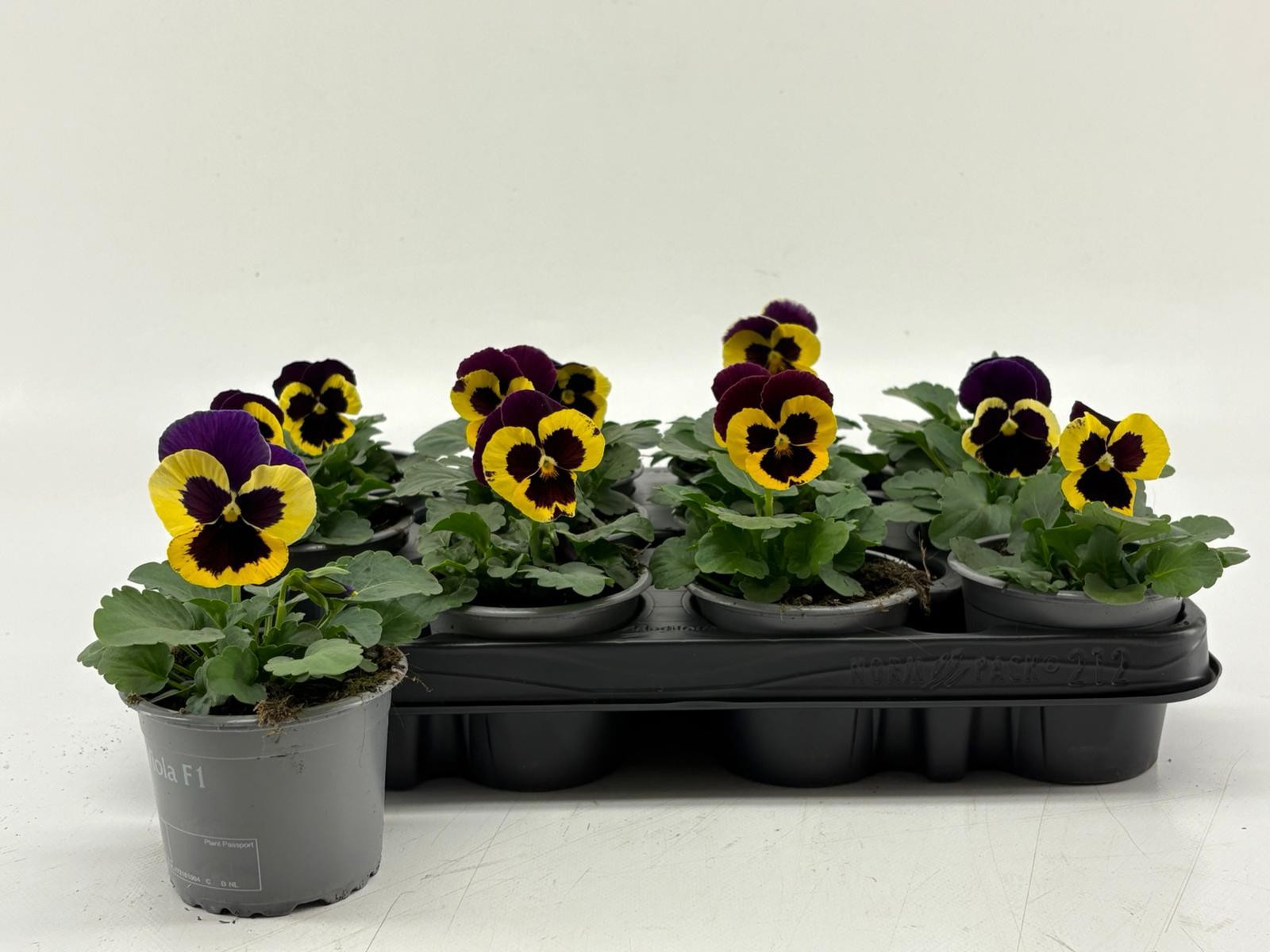 Viola F1 Yellow With Purple Wing, D 9 cm