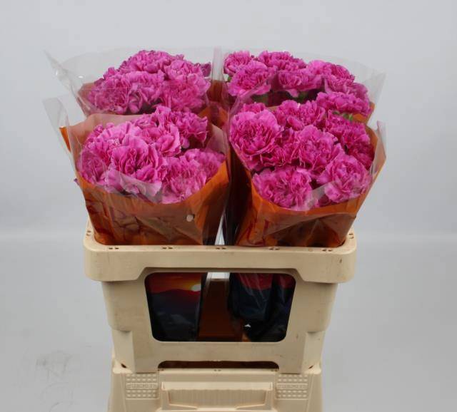 Диантус од. Фарида, шт.