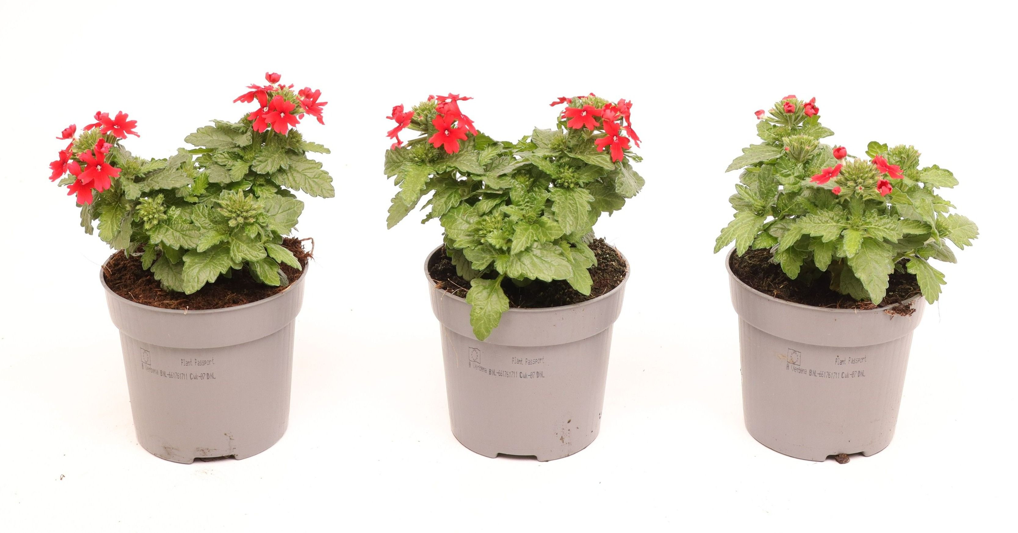 Verbena Drums Red, D 10,5