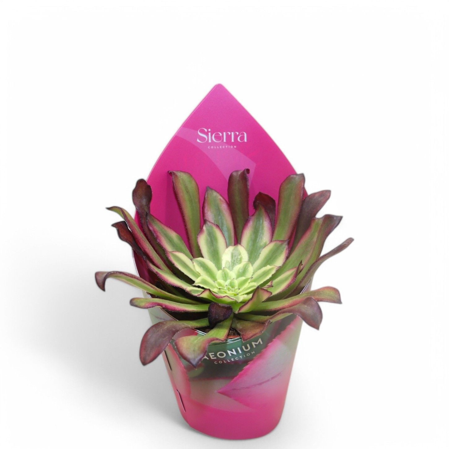 Sierra's - Aeonium Mardi Grass, D 8,5