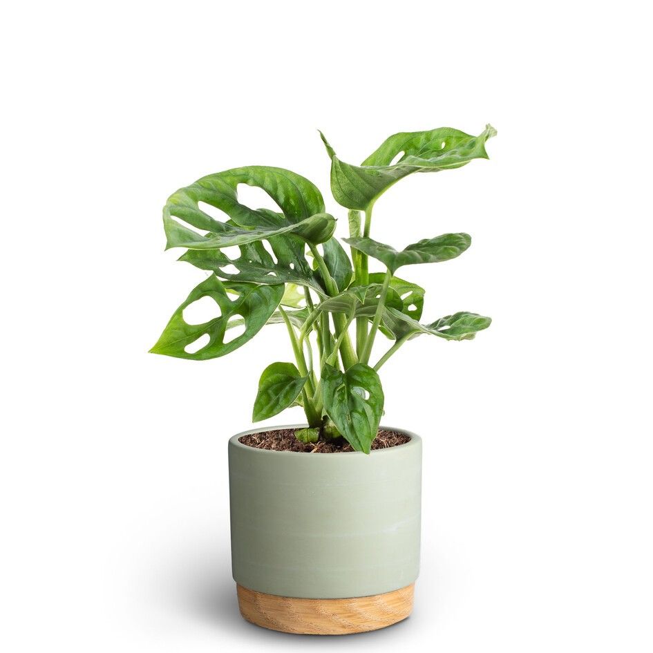 Woodbase Green, Monstera adansonii, D 10 cm Woodbase Green, Monstera adansonii, D 10 cm