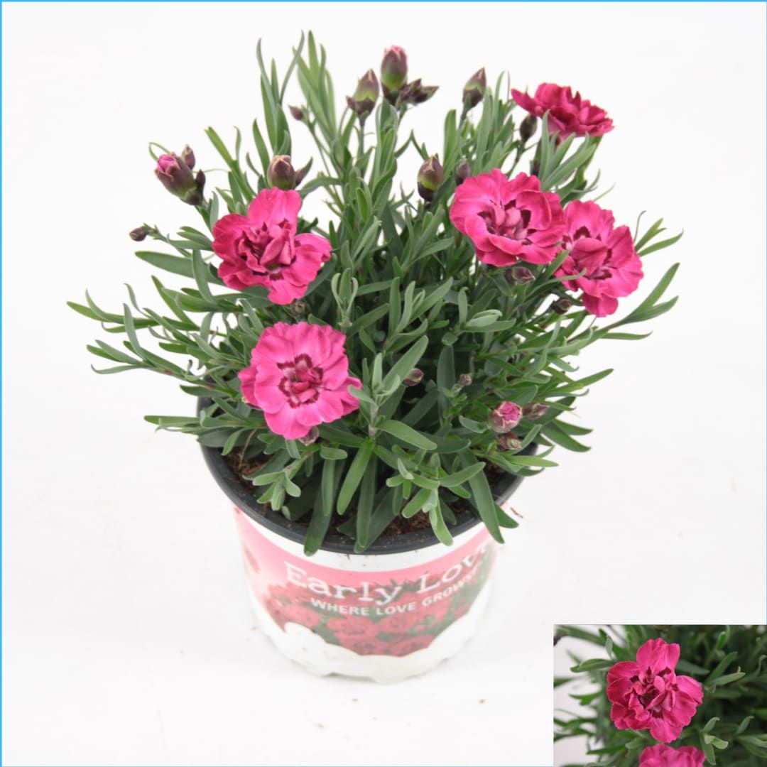 Dianthus Early Love, D 10,5