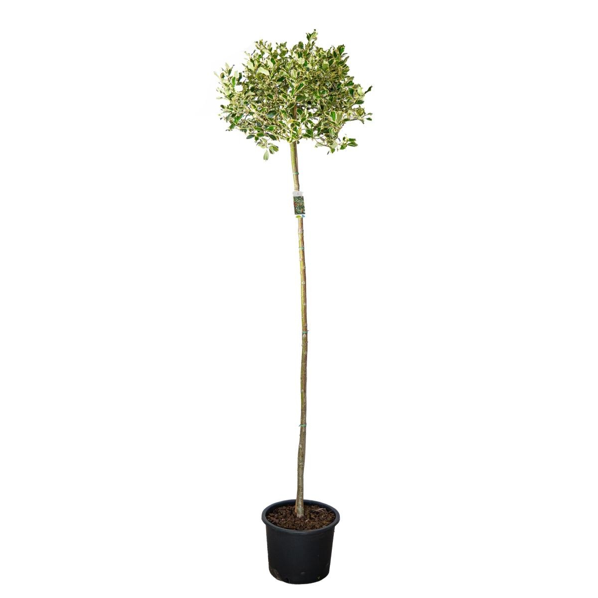 Ilex aq. 'Argentea Marginata', bol, D 36