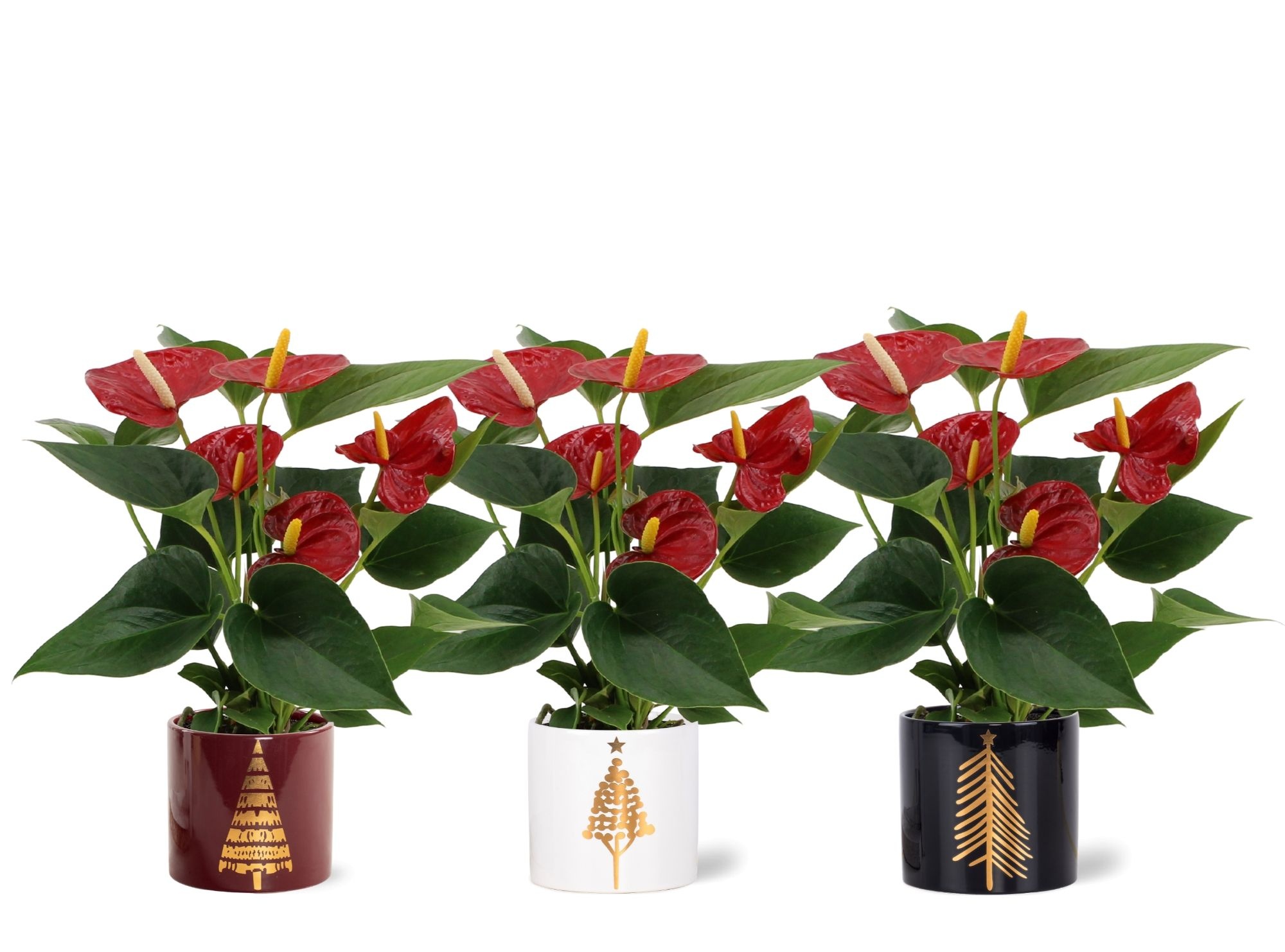 Anthurium Diamond Red in Manon 2 ceramics, D 9 cm