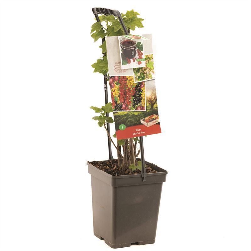 Ribes Quatro-bes - draagbeugel 4 soorten in 1 pot, D 18