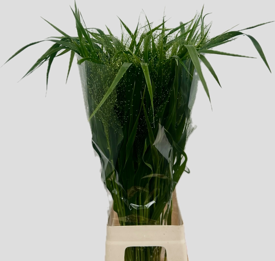 Паникум Фонтейн 75, шт.