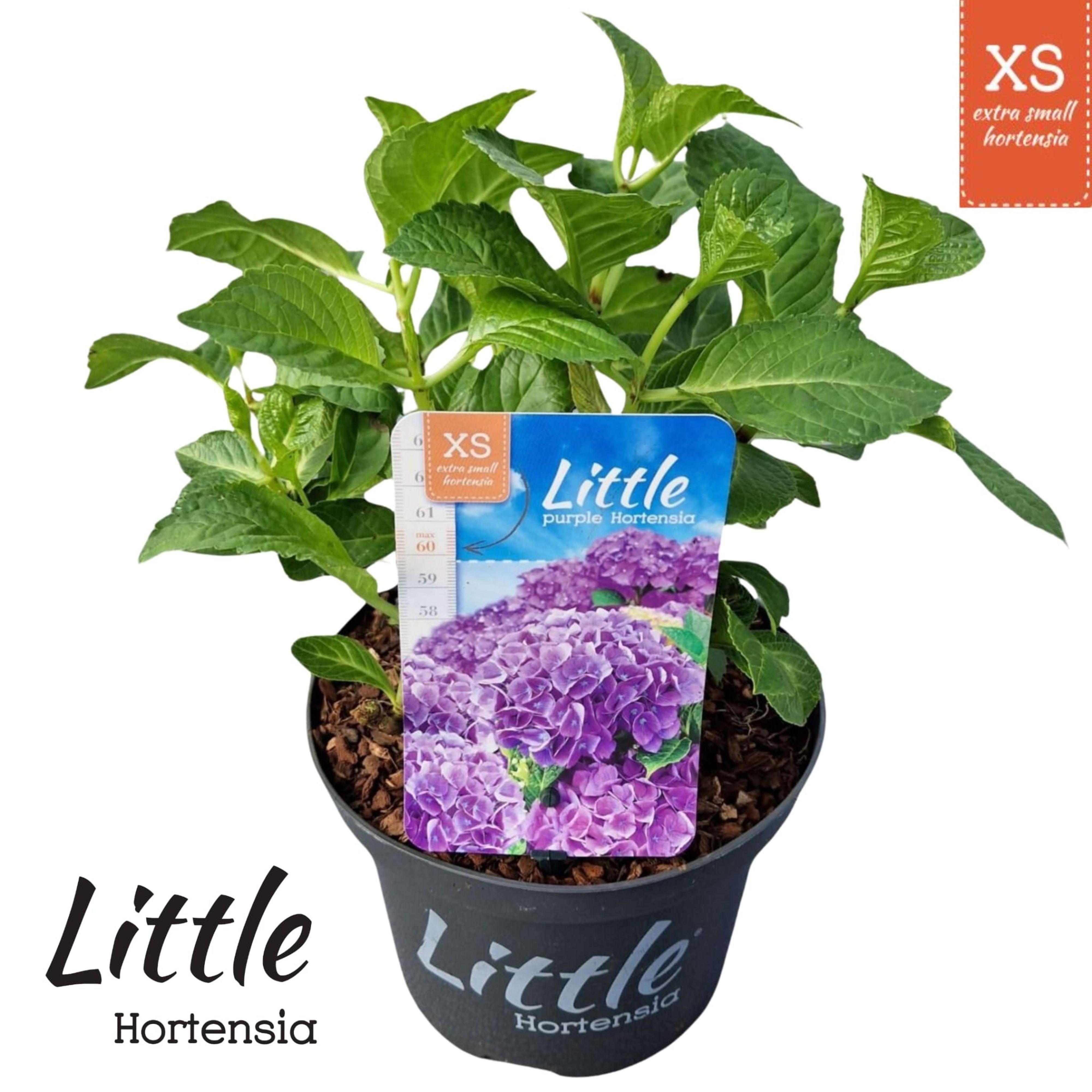 Hydrangea macr. 'Little Purple' ® (Little XS), D 17 cm