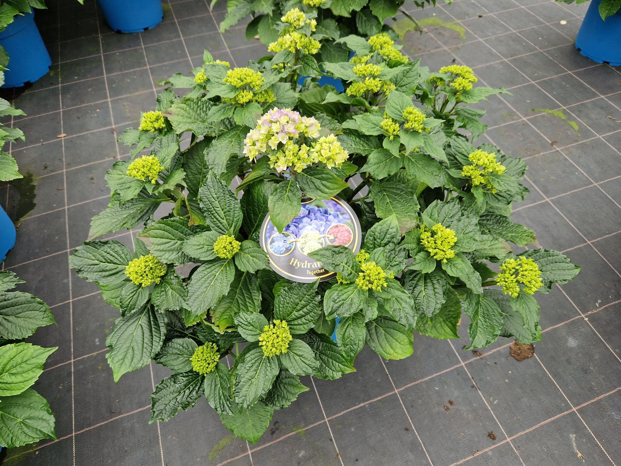 Hydrangea You & Me Forever Blue double flowers 33cm, D 33