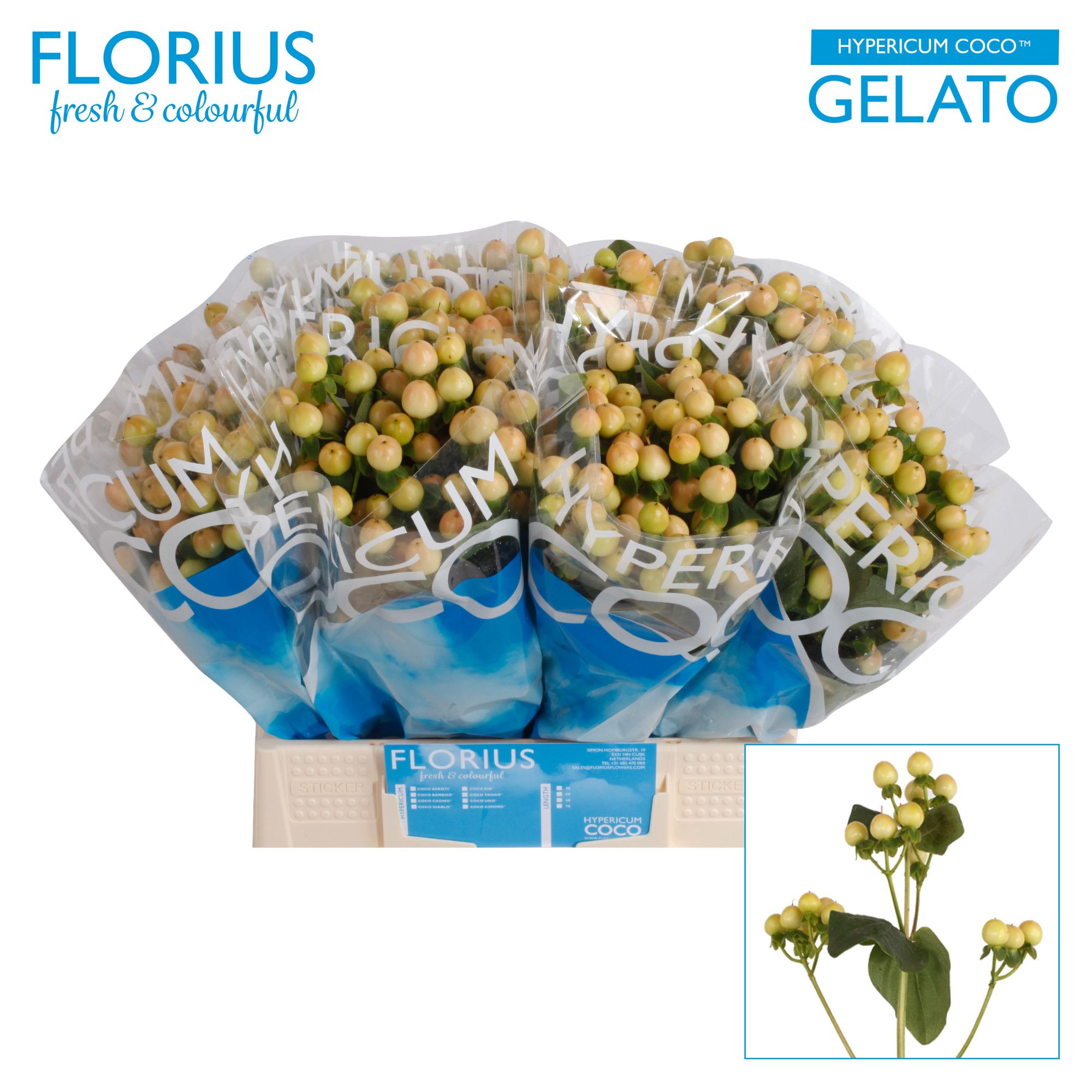 Гипперикум Коко Джелато 40, шт.