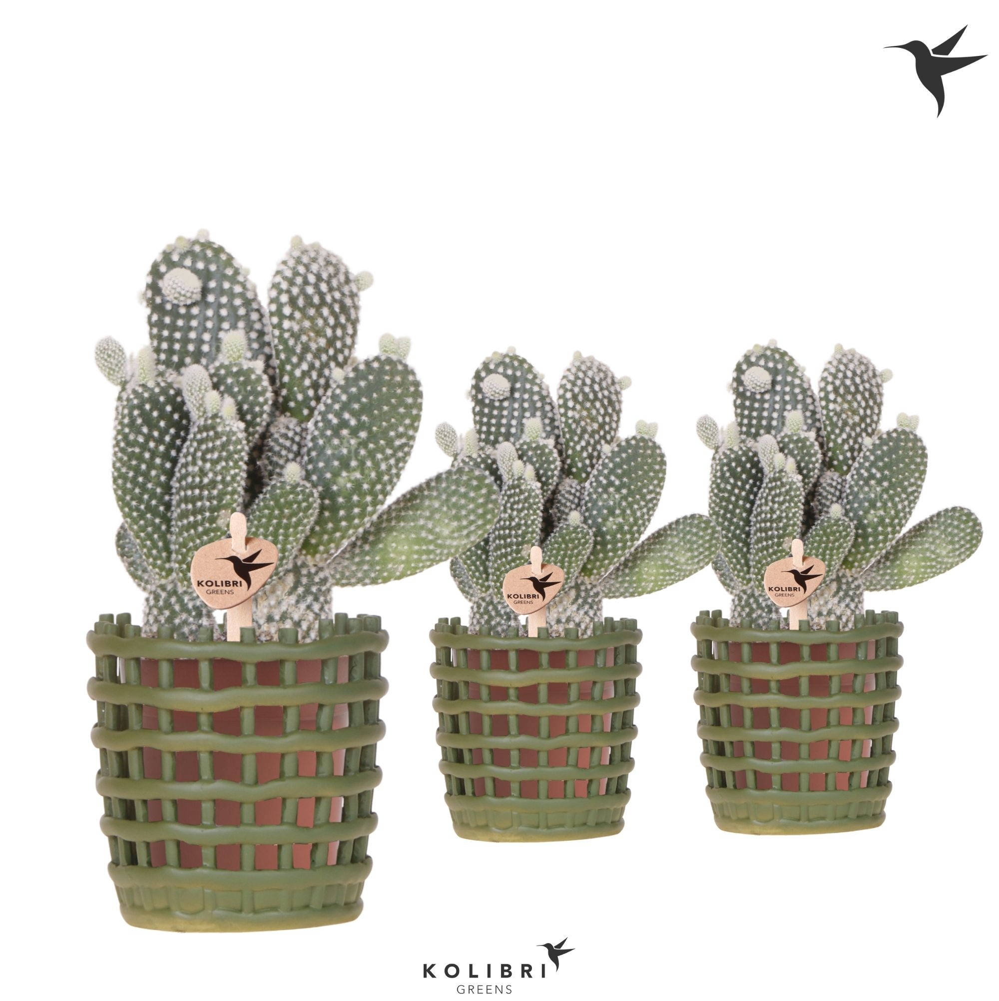 Kolibri Greens Opuntia white in Mesh pot green, D 9 cm