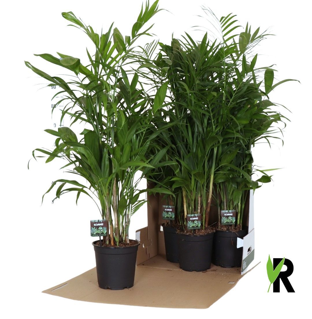 Chamaedorea Seifrizii in fust 352, D 21