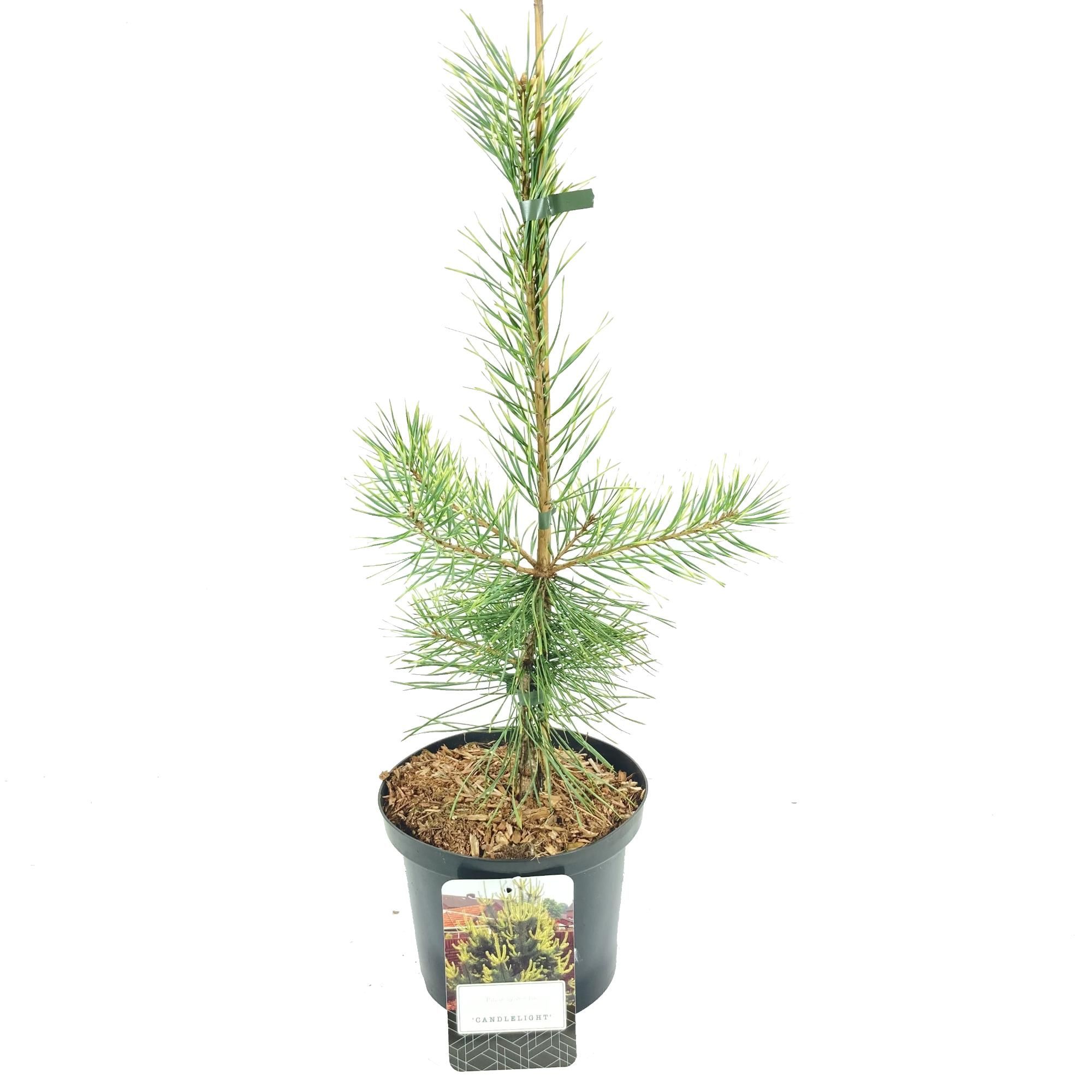 Pinus sylvestris 'Candlelight', D 18 cm