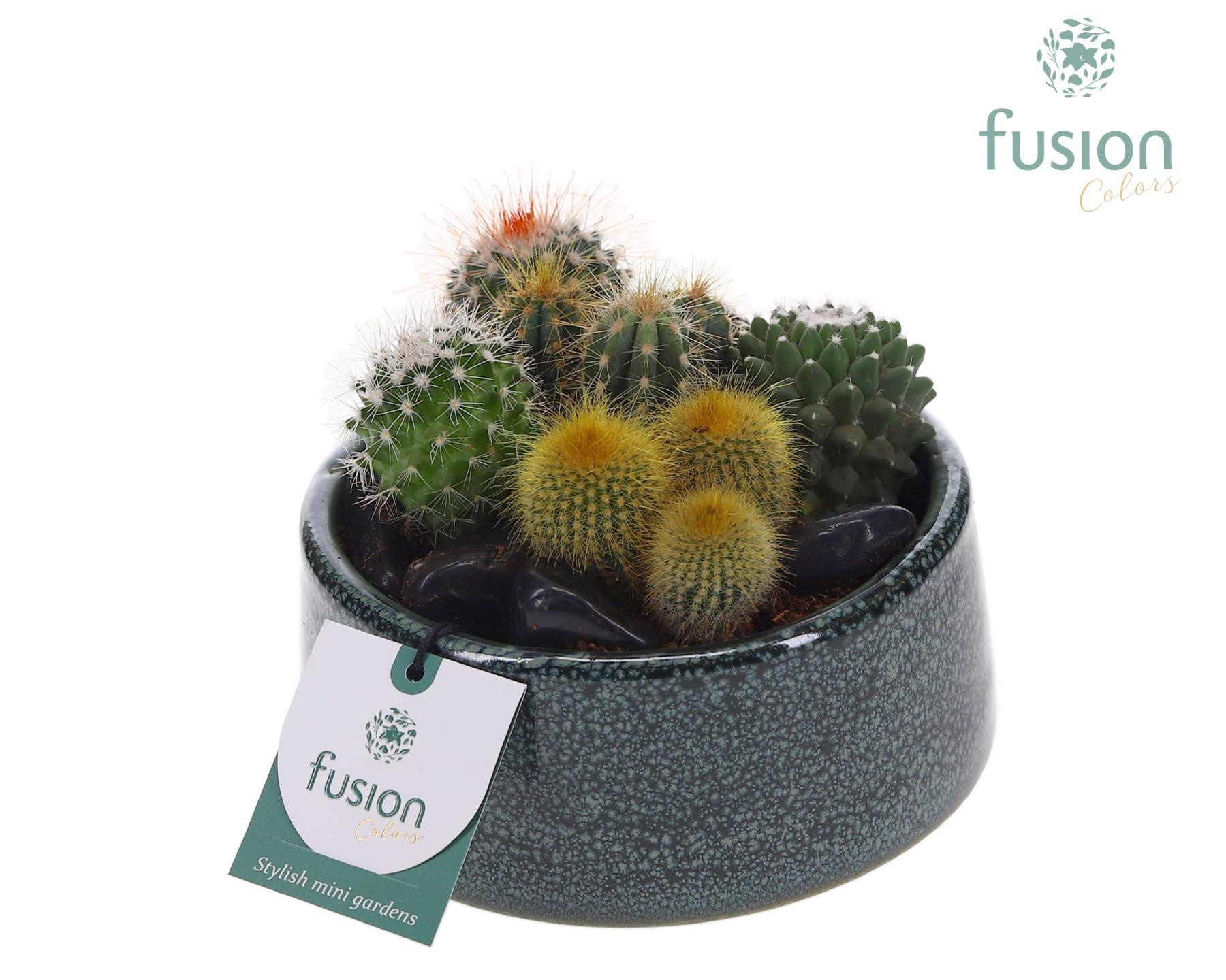 Pot Tol keramiek met Cactussen, D 15