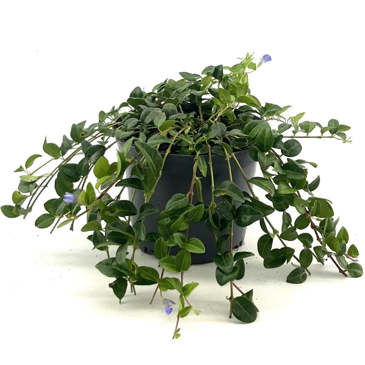 Vinca minor 'La Grave', blauw, D 17 cm