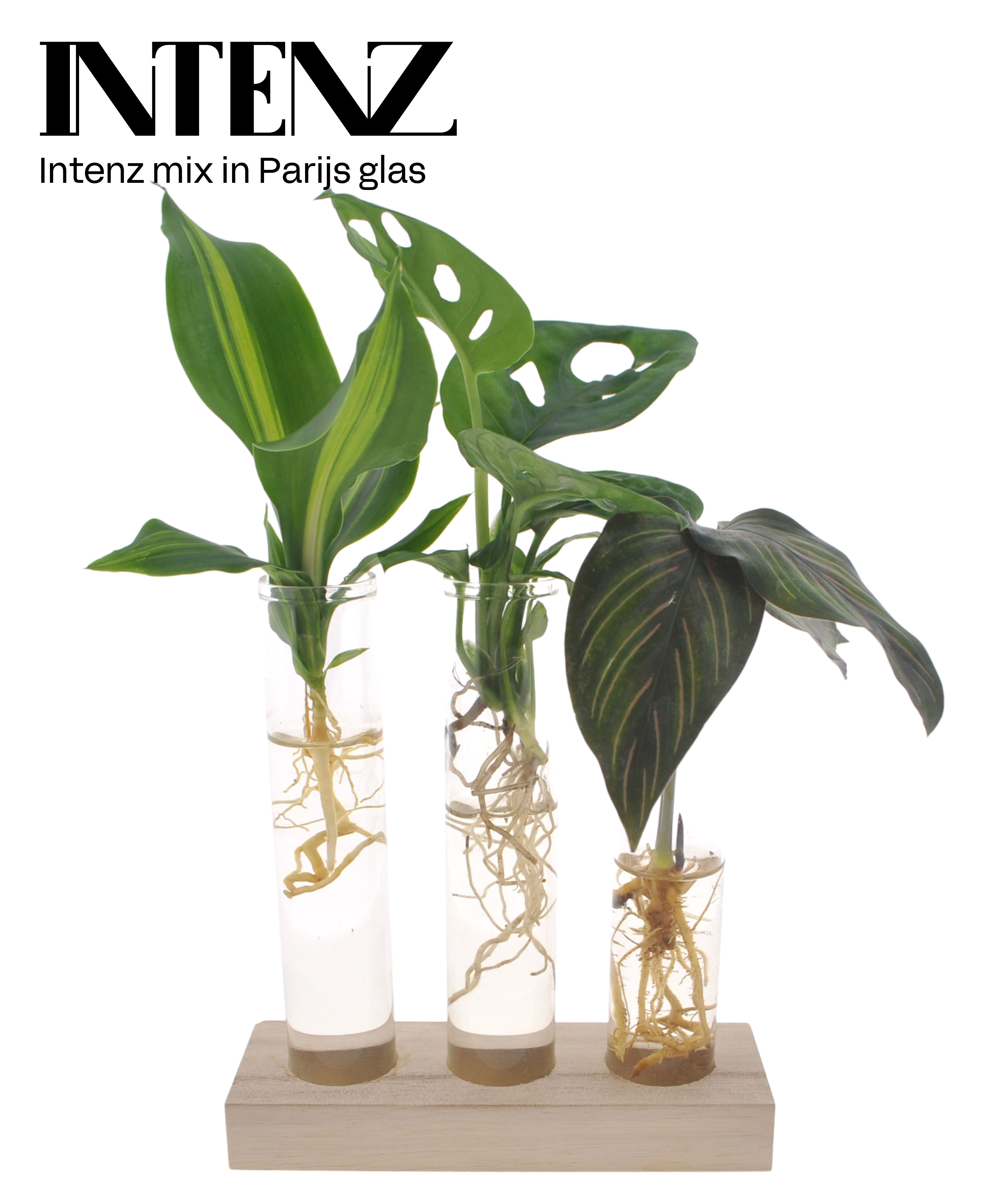 Intenz mix in Parijs glas - levertijd: 24 uur, D 7