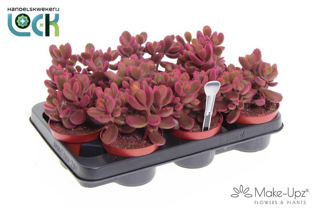 Cotyledon Ladismithiensis Make Upz Roze, D 10,5 cm