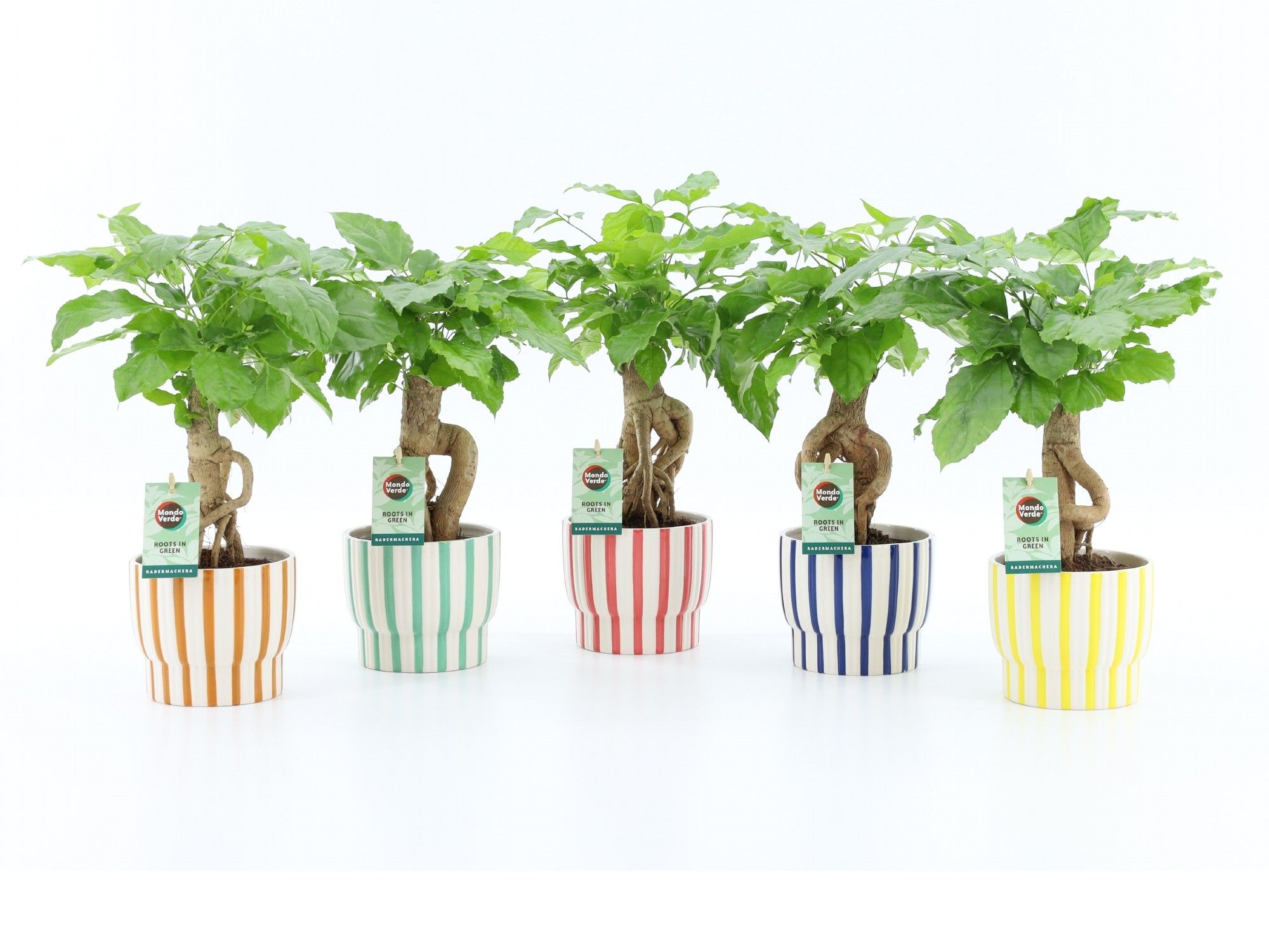 Radermachera Bonsai in Pastel Stripe, D 13 cm Radermachera Bonsai in Pastel Stripe, D 13 cm