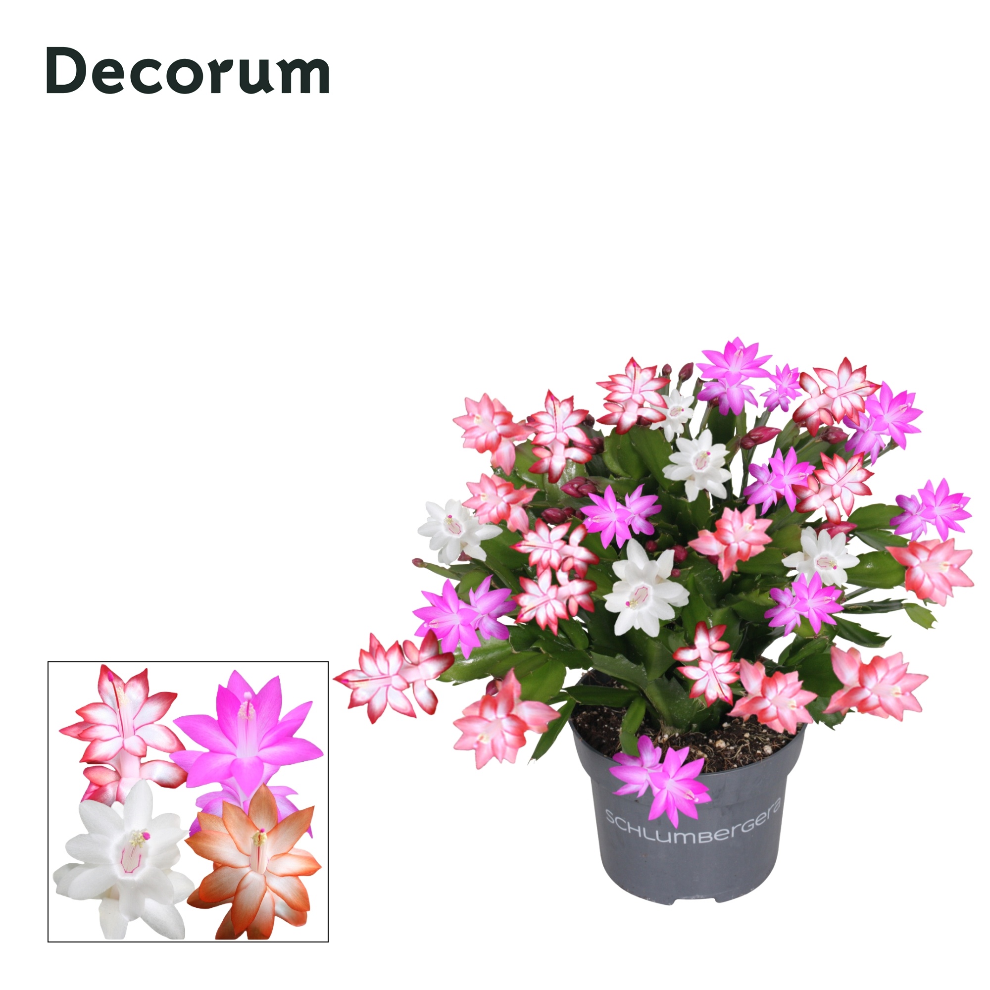 Schlumbergera - 13 cm - QUATTROLORE - Decorum, D 13