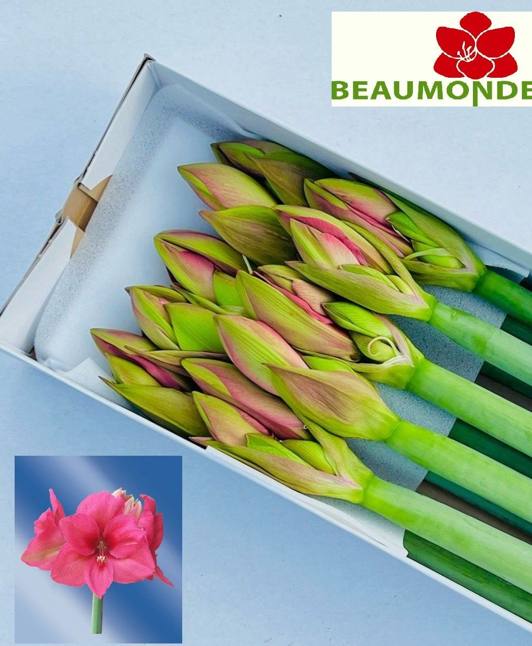 Амарилис Плэжэ (красн.) x10, шт.