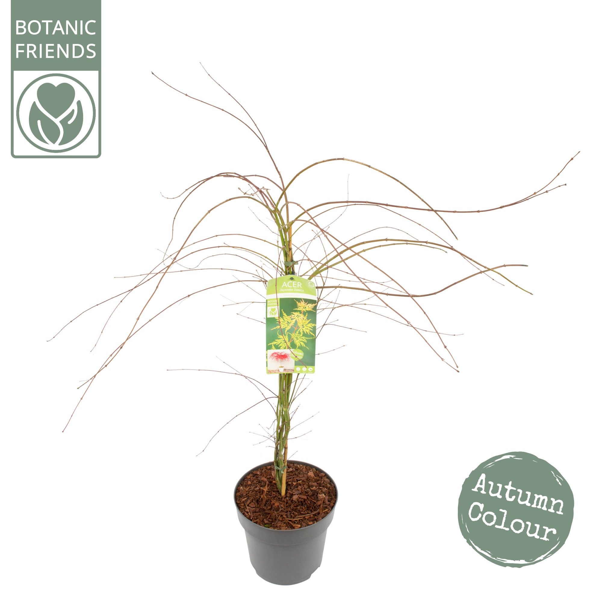 Acer palm. 'Emerald Lace', D 29