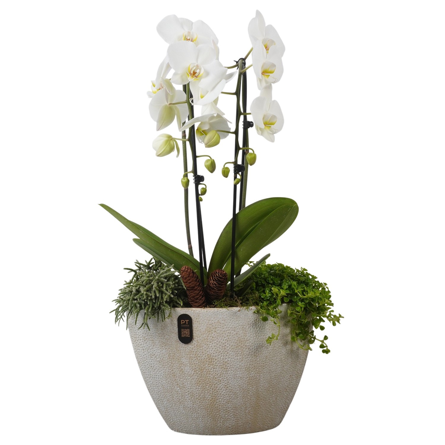 PTPAE1718 Arrangement Phalaenopsis Autumn Exclusive in keramiek pot, D 33 cm