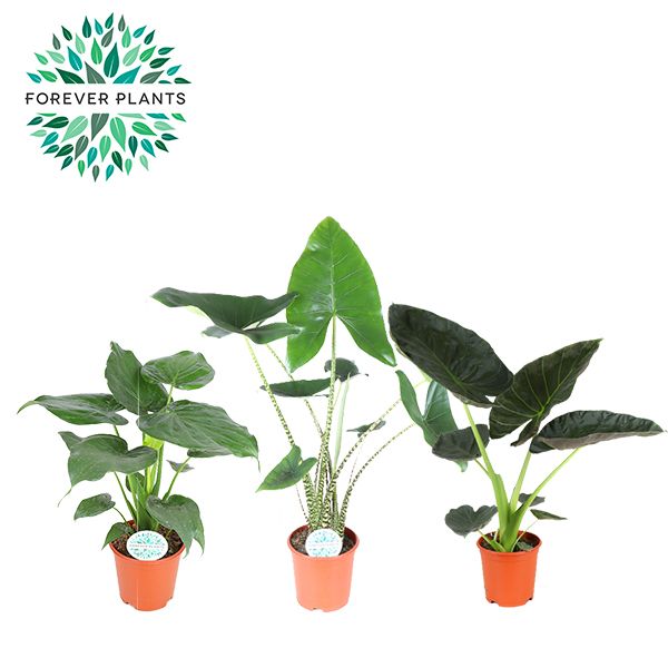 Alocasia Gemengd p21, D 21 cm