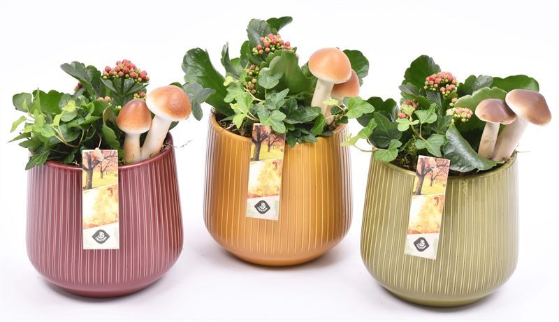 Keramiek pot kl.mix 14,5cm, D 15