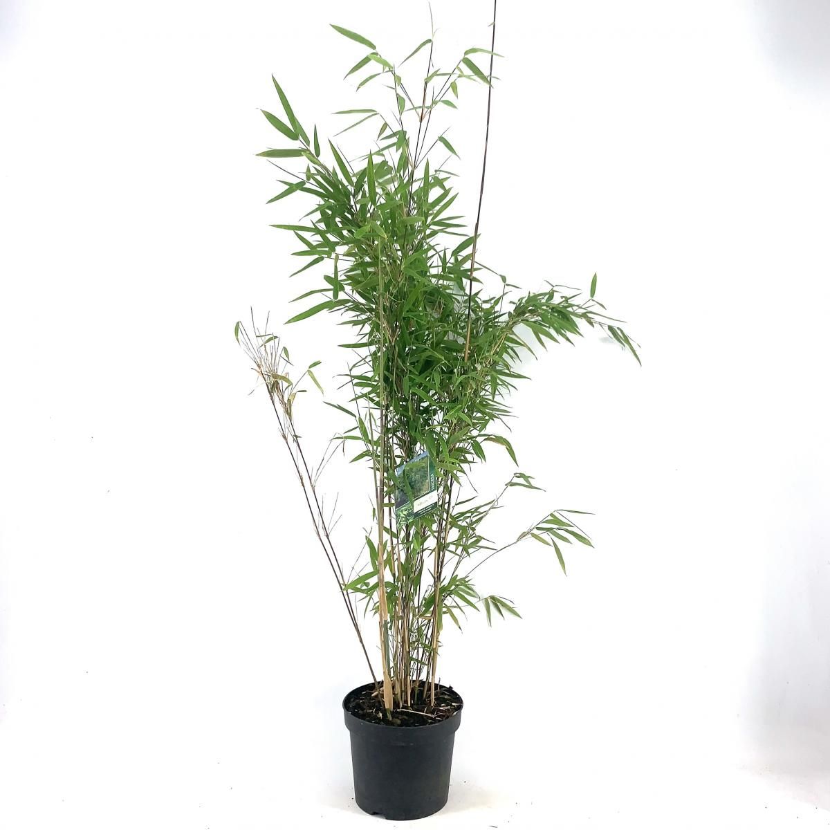 Fargesia 'Obelisk', D 29