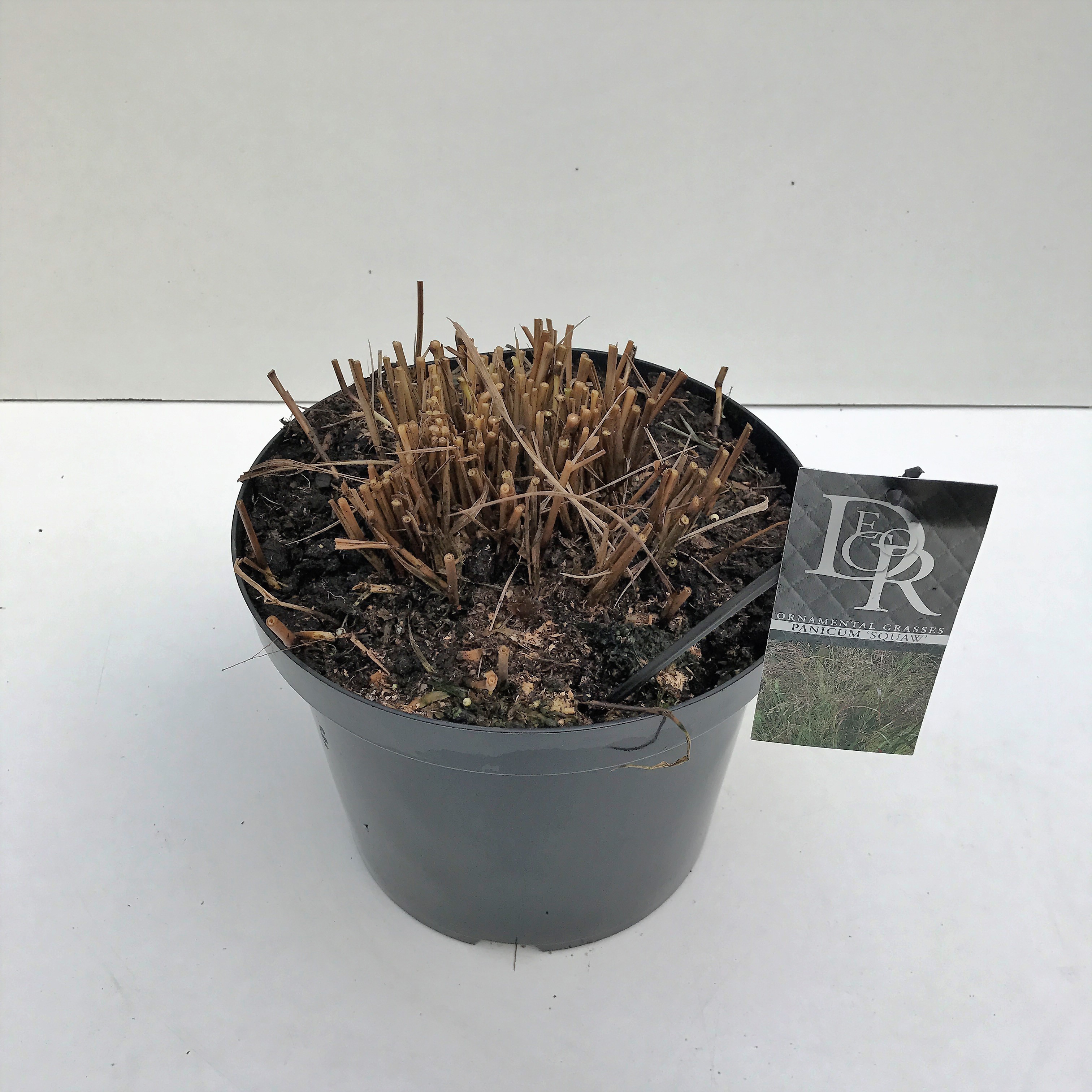 Panicum 'Squaw', D 29