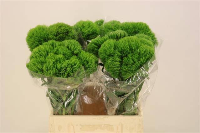 Диантус Барбатус Киви Меллоу 45, шт.