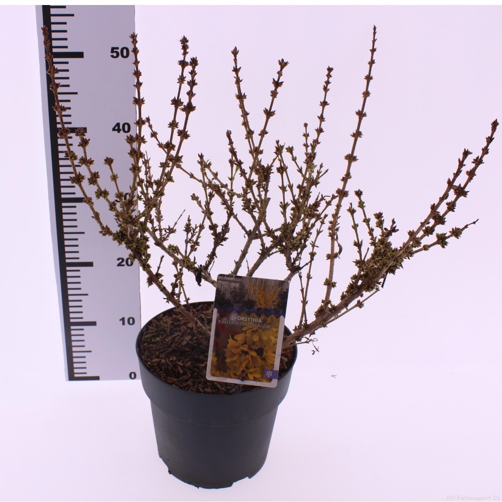 Forsythia x intermedia 'Mikador', D 23