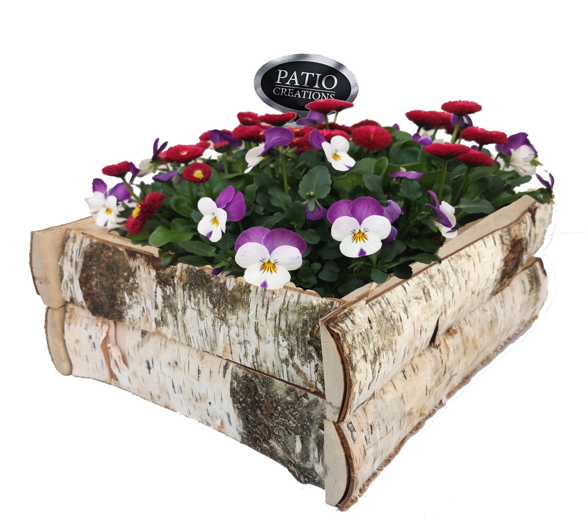 VB667-9006 Viola/Bellis berkenhout vierkant, D 27