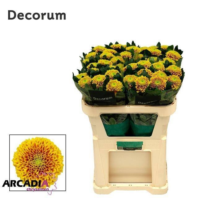 Хризантема од. Тропикана 70, шт.